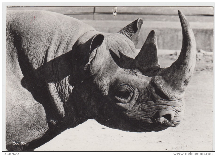 Rhino Rhinoceros - Rhinocéros