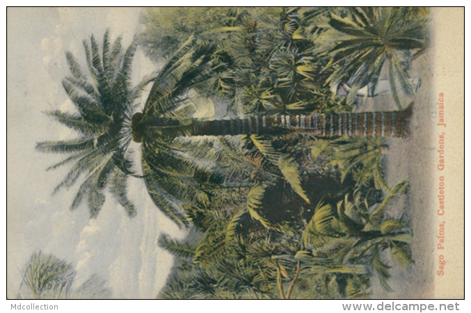 JM KINGSTON / Sago Palms, Castleton Gardens / CARTE COULEUR - Autres & Non Classés