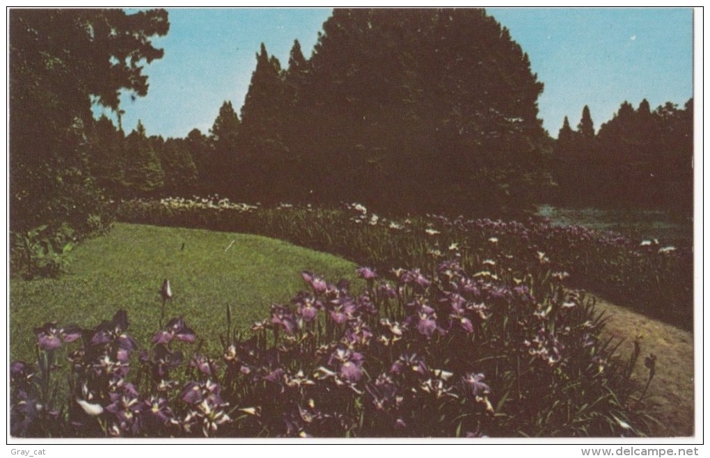 Swan Lake Gardens, Sumter, SC, Unused Postcard [17614] - Sumter