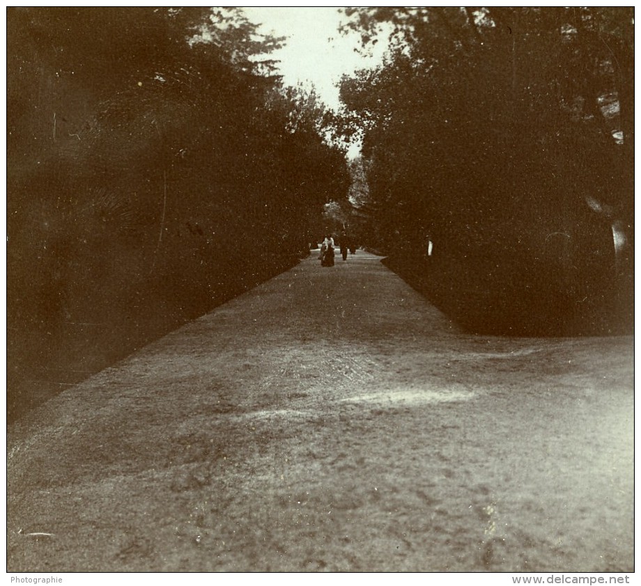 France Vacances En Cote D'Azur Foret Ancienne Photo Amateur Stereoscope Pourtoy 1900 - Stereoscopic