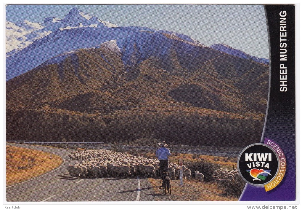 Sheep Mustering - Farmer, And His Dogs Moving His Sheep  - New Zealand - Nieuw-Zeeland