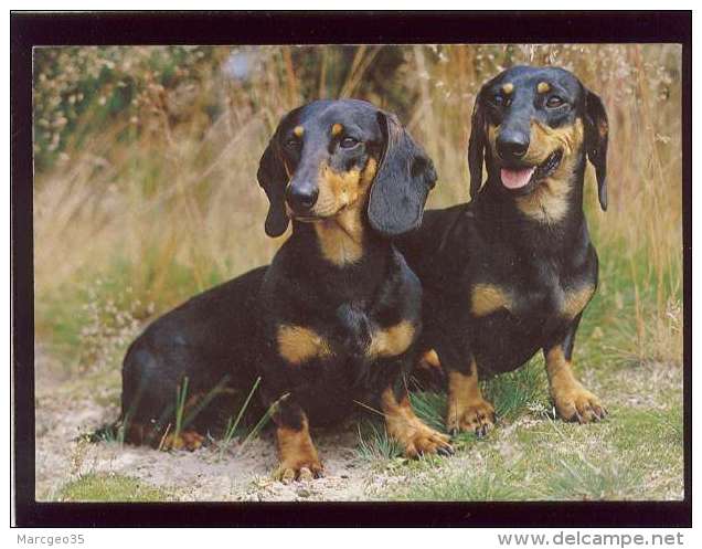 Chien Teckel Un Couple De Teckels édit. Schöning  Chien Hund - Dogs