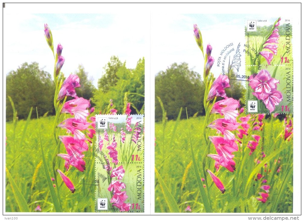 2016. Flowers, Gladiolus Imbricatus, Maximum Cards, 2v, Mint/** - Cartes-maximum