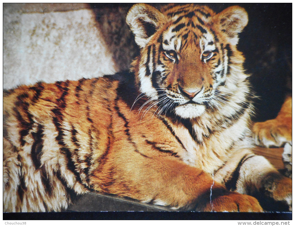 CPDM "Sibirischer TIGER" - STUTTGART - Bad Cannstatt - Tigres