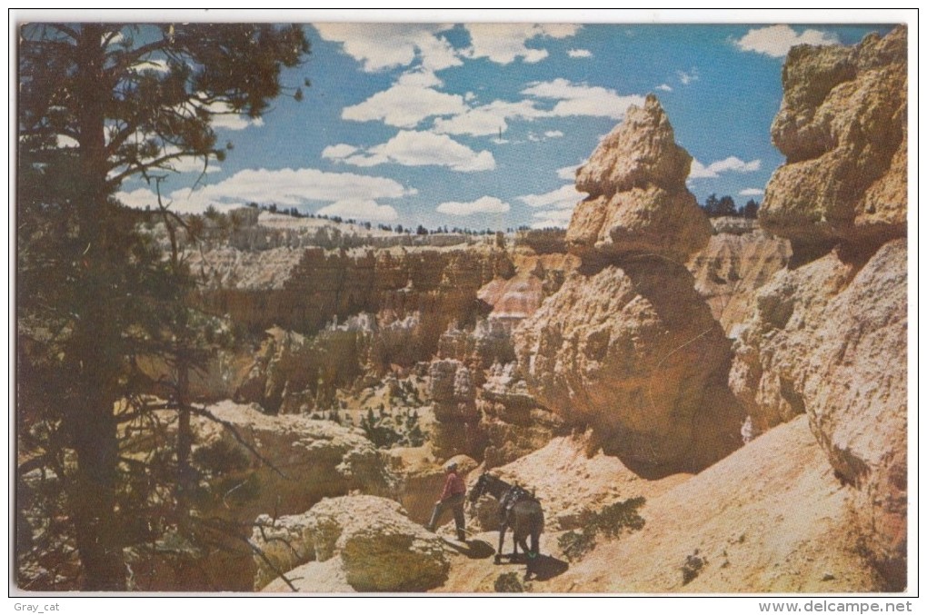 Saddle Horse Trail, Bryce Canyon National Park, Utah, Unused Postcard [17691] - Bryce Canyon