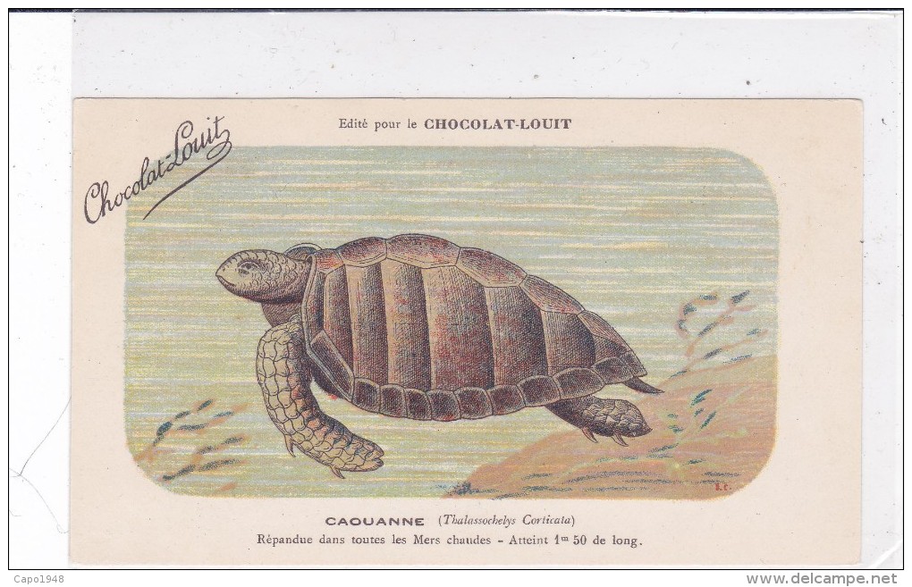 CARD TARTARUGA-TORTUE "CAOUANNE"  PUB "CHOCOLAT-LOUIT  FIRMA E.C.-FP-VDB-2-0882-25310 - Turtles