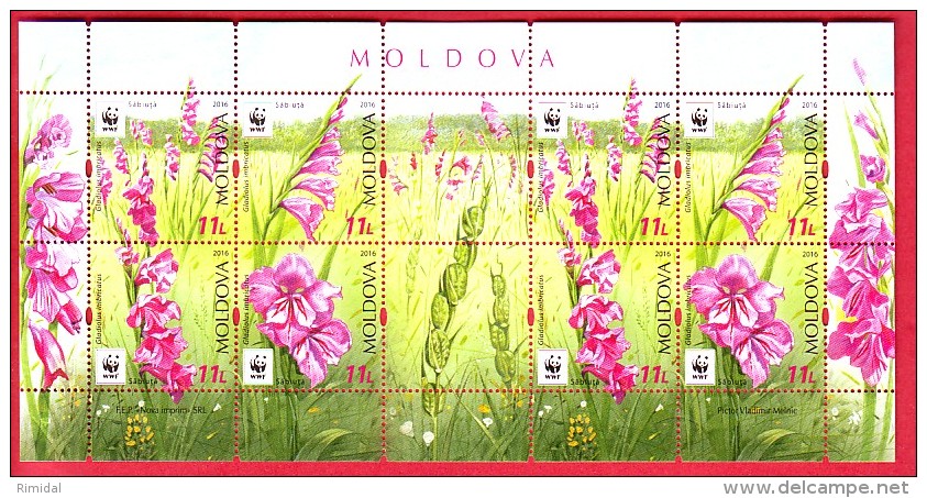 R* MOLDOVA SHEETLET 8 V. WWF FLOWERS SABIUTA GLADIOLUS IMBRICATUS 2016 - Moldova