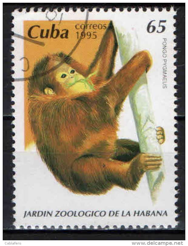 CUBA - 1995 - ZOO DELL'AVANA: PONGO PYGMAEUS - USATO - Usati