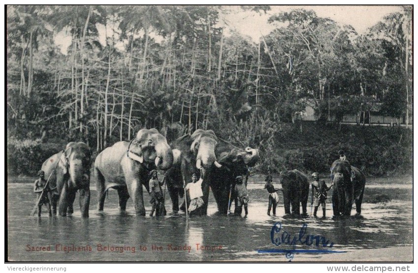 ! Alte Ansichtskarte Ceylon, Elephants, Elefanten - Elefantes