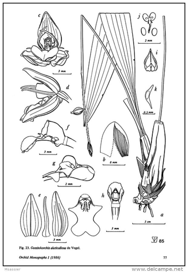 Orchid Monographs N°1 à 4 - Vogel & Al. - Otros & Sin Clasificación