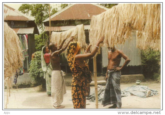 Travail à Sec En Famille Sur La Fibre De Jute , Carte Postale Neuve Non Circulée Du Bangladesh - Bangladesh