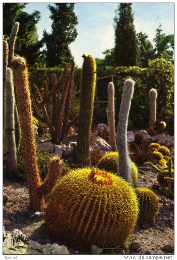 La Côte D'Azur - Eze-Village - Jardin Exotique - Cactus  Plantes Grasses  Boule Piquante  - Mar - Cactusses