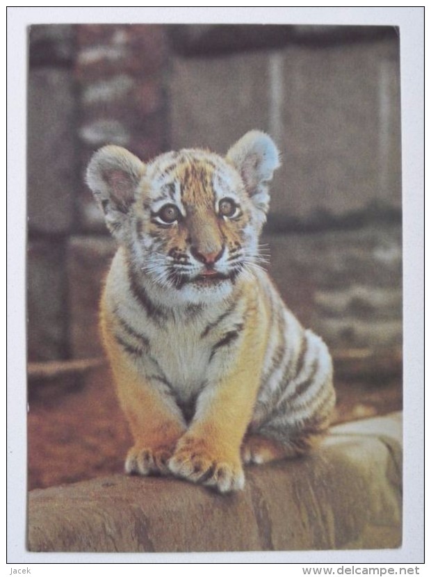 Tiger /   Russian Postcard - Tijgers