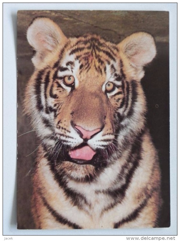 Tiger Siberian  /   Zoo Praha  / Czech Postcard - Tigres