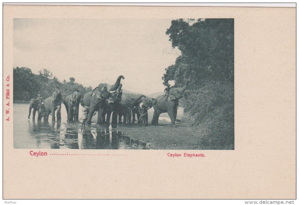 CEYLAN - Éléphants - Sri Lanka (Ceylon)