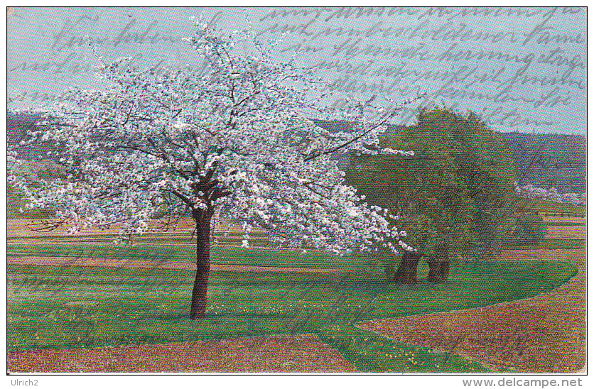 AK Künstlerkarte - Blühender Baum - 1921 (23115) - 1900-1949