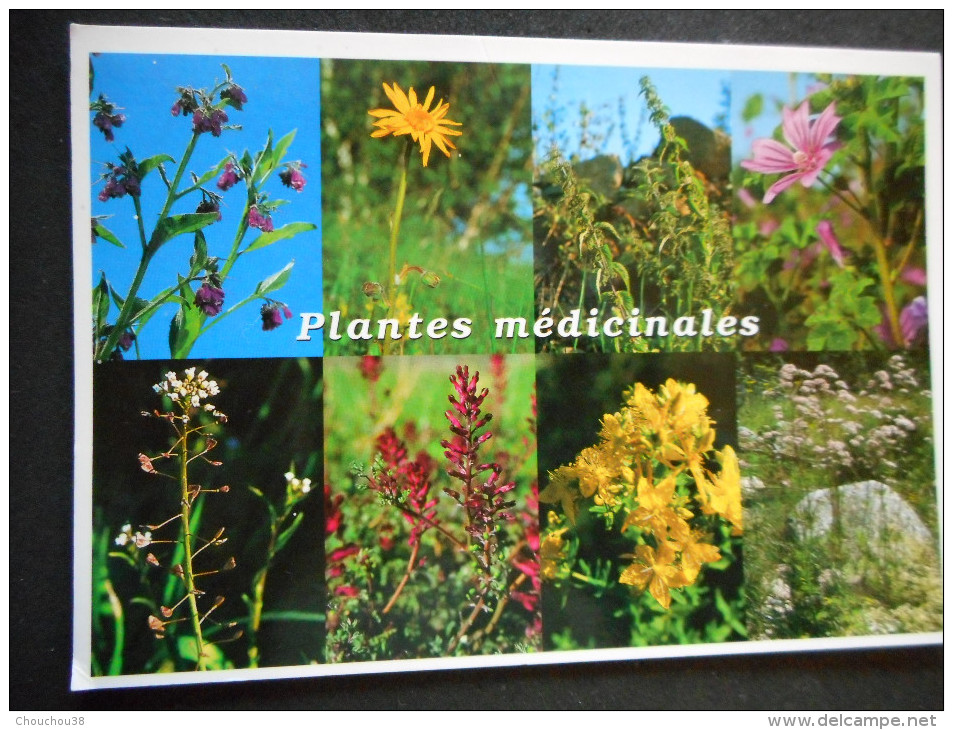 CP "PLANTES MEDICINALES- (Fleurs Sauvages Familières Et Méconnues ... Ediions DEBAISIEUX) - Plantes Médicinales