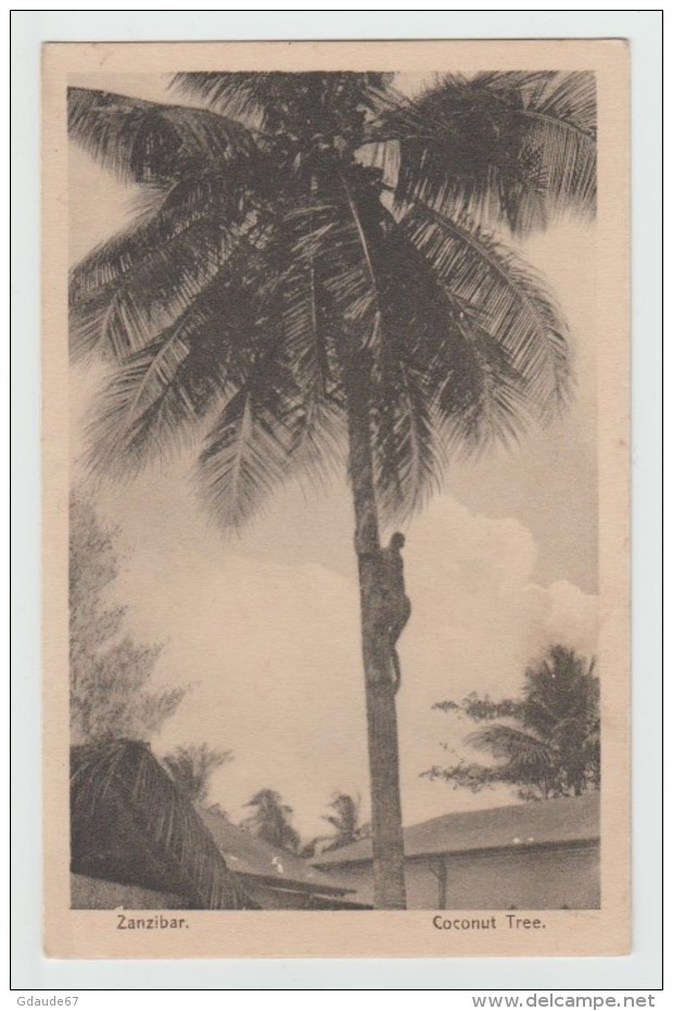 ZANZIBAR (TANZANIE) - COCONUT TREE - Tanzanie