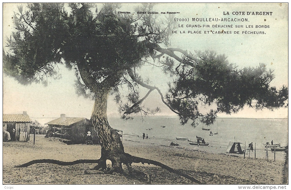 CPA Moulleau-Arcachon - Le Grand Pin Déraciné Sur Les Bords De La Plage Et Cabanes De Pêcheurs - Arcachon