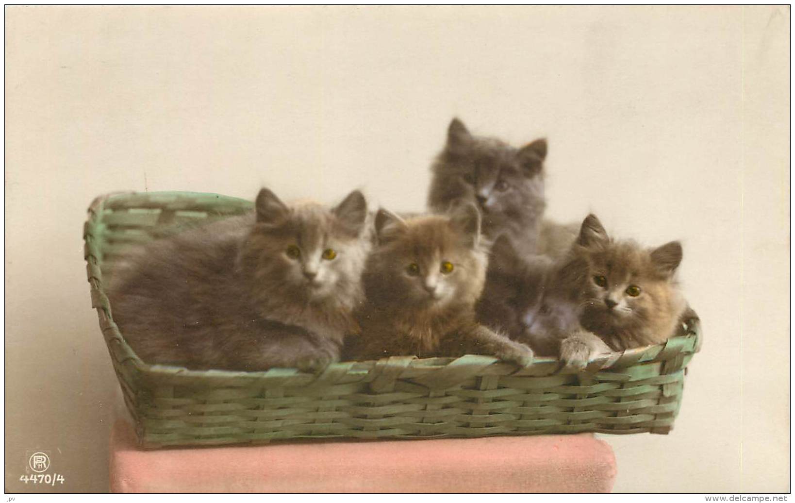 5 CHATONS DANS UNE CORBEILLE  VERTE  -  VUS DE FACE - Katten