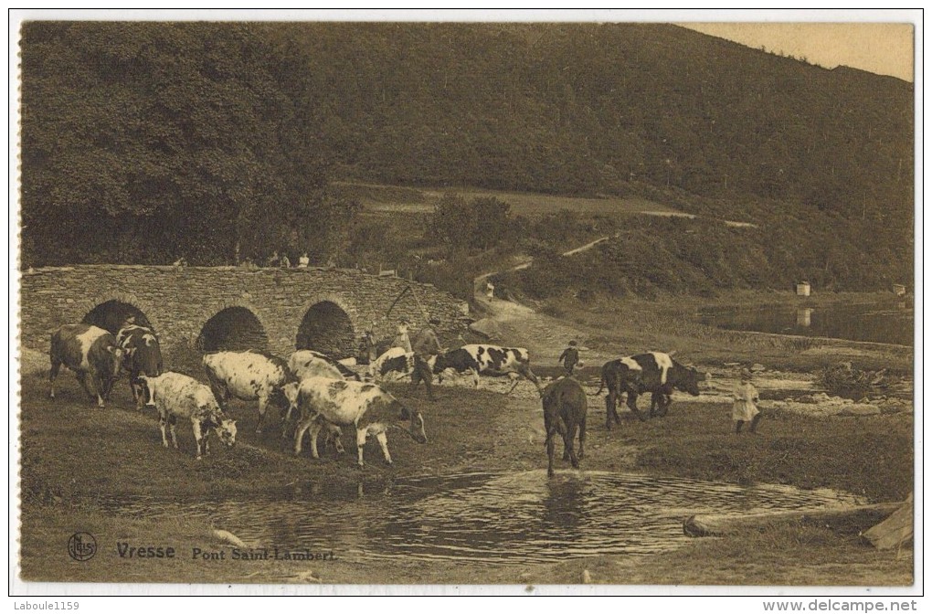 BELGIQUE NAMUR VRESSE : " Pont St Lambert " Troupeau De Vaches Elevage Bovins Circulé Montignies Le Tilleul - Vresse-sur-Semois