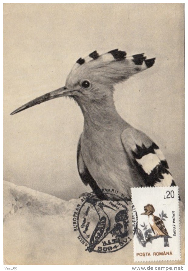 BIRDS, HOOPOE, CM, MAXICARD, CARTES MAXIMUM, 1996, ROMANIA - Specht- & Bartvögel