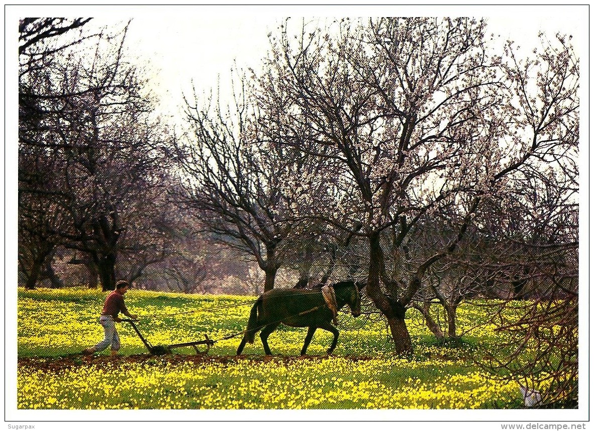 Lagos - Paisagem Com Amendoeiras - Série A - InteiroPostal Stationery Card - Algarve - Válido Portugal E Espanha - Enteros Postales