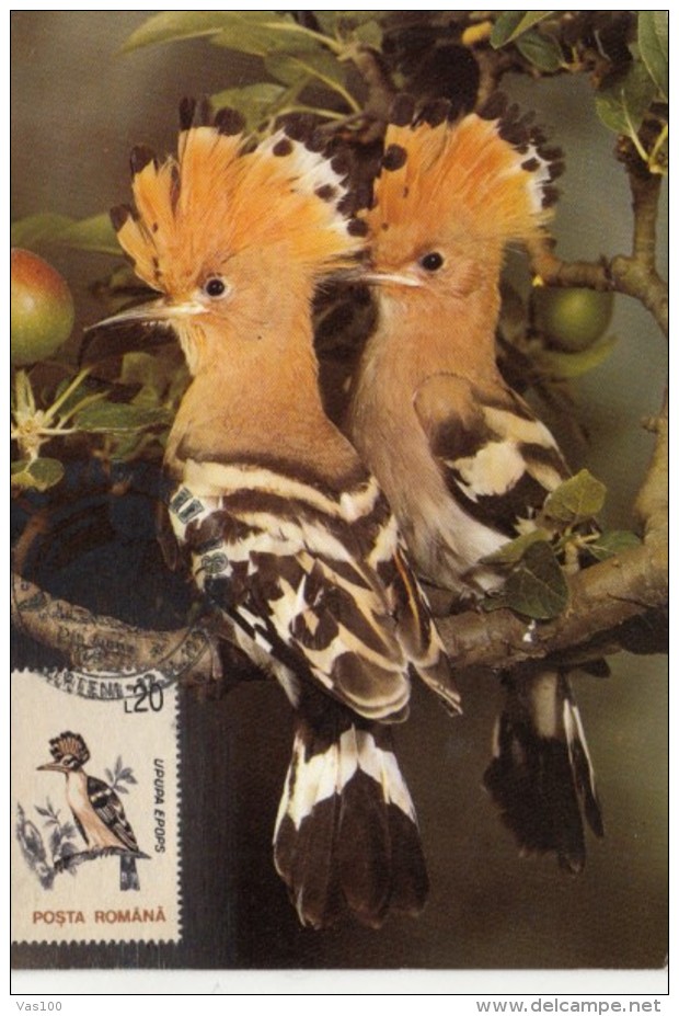 BIRDS, HOOPOE, CM, MAXICARD, CARTES MAXIMUM, 1995, ROMANIA - Pics & Grimpeurs