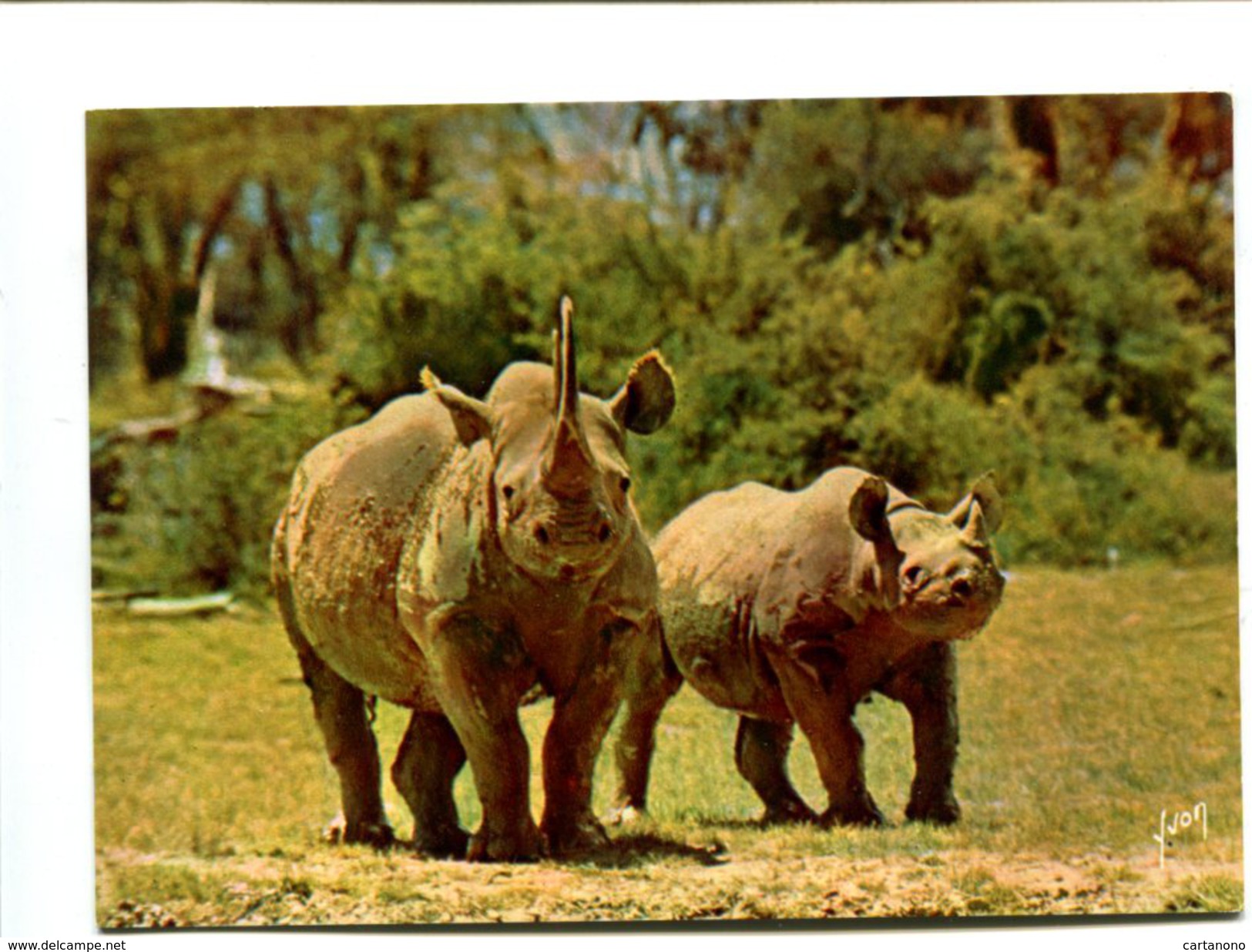 Cp - RHINOCEROS - - Neushoorn