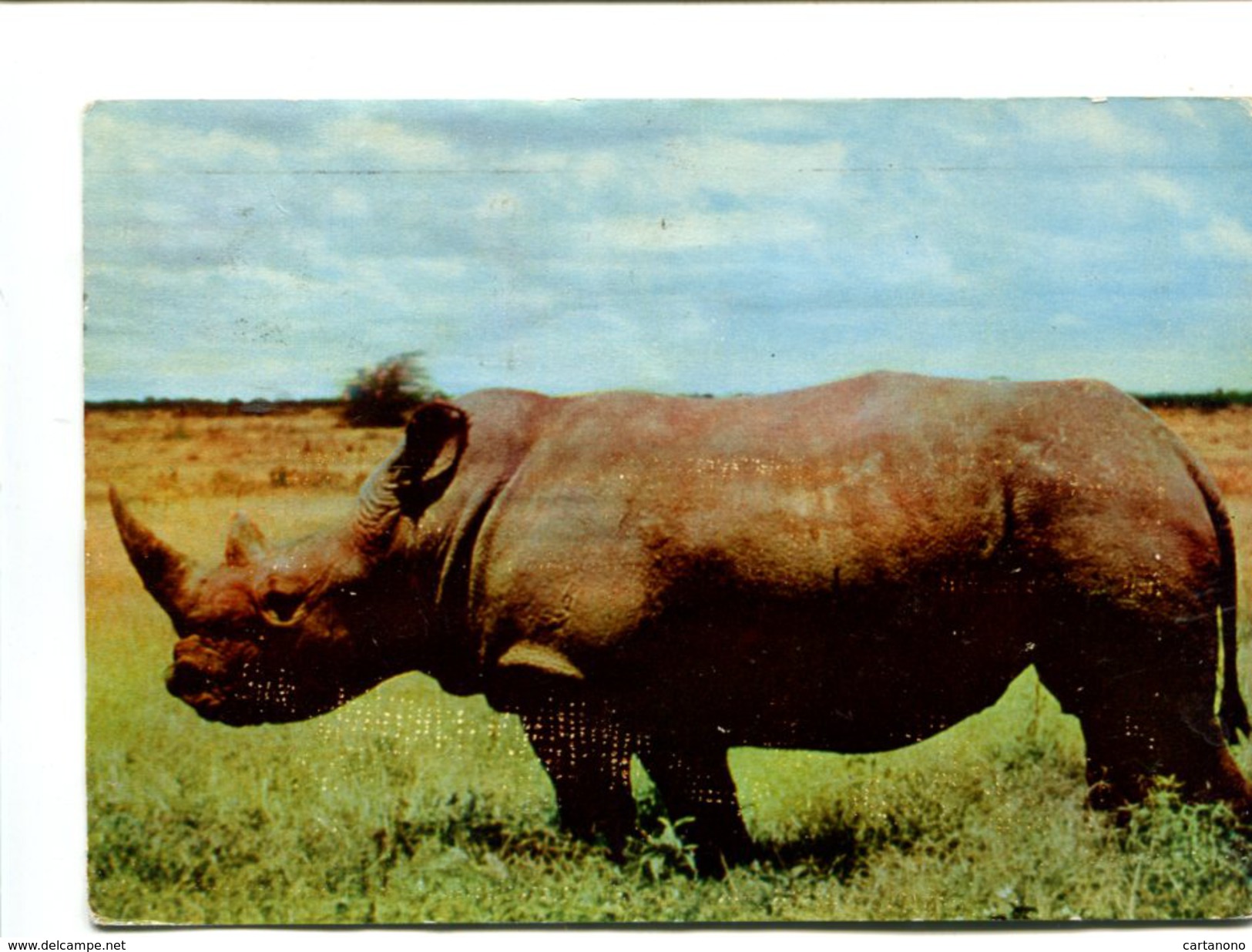 Cp - RHINOCEROS - Kenya - Rhinocéros