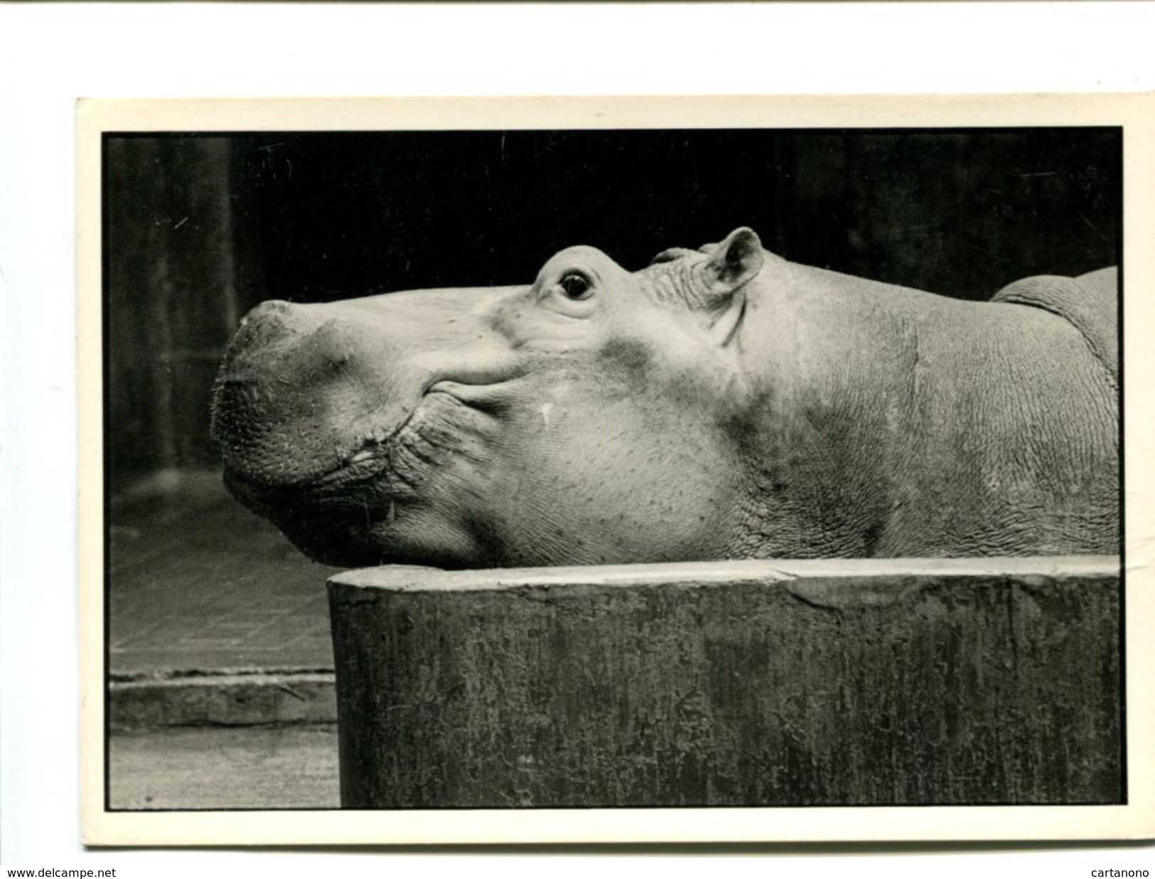 Cp - Hippopotame (zoo De Vincennes) - Hippopotames