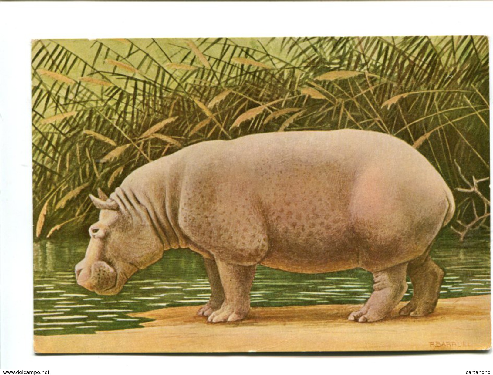 Cp - Hippopotame - - Hippopotames
