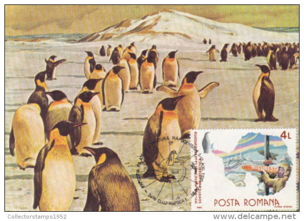 43396- EMPEROR PENGUIN, ANTARCTIC WILDLIFE, MAXIMUM CARD, 1990, ROMANIA - Faune Antarctique