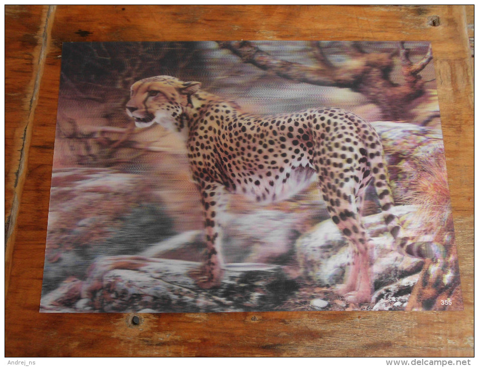 3D Postcards    Big Format Gepard Cheetah - Tijgers