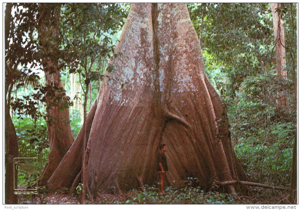 Amérique - Brésil - Brasil - Manaus - Samauma Tree - Manaus