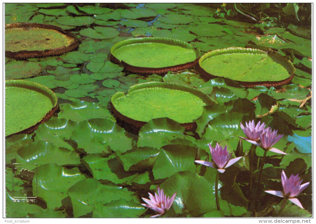 Amérique - Brésil - Brasil - Belem Vitoria Regia E Flores De Ninfas - Belém