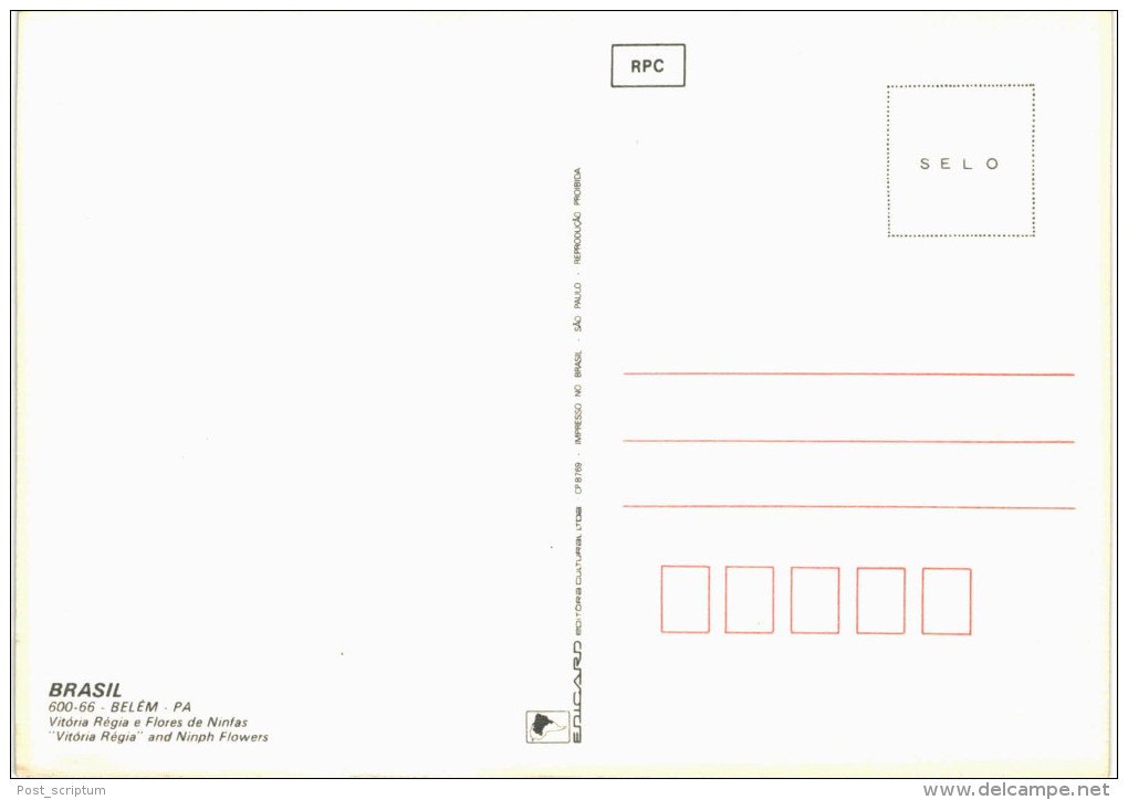 Amérique - Brésil - Brasil - Belem Vitoria Regia E Flores De Ninfas - Belém