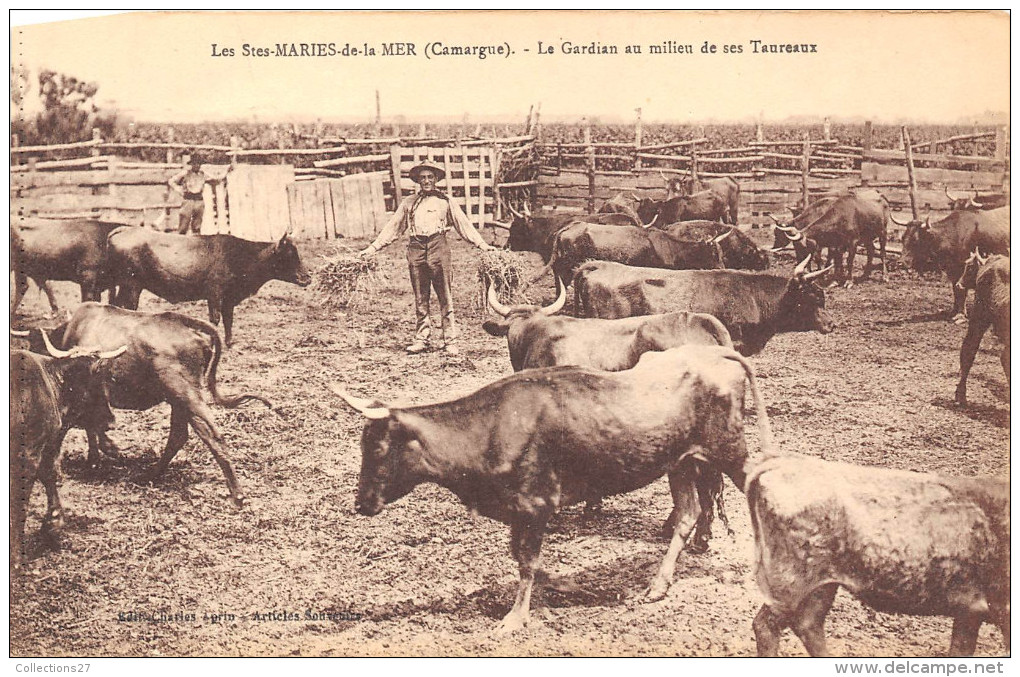 13-  LES-SAINTES- MARIES- DE-LA-MER - LE GARDIAN, AU MILIEU DE SES TAUREAUX - Saintes Maries De La Mer