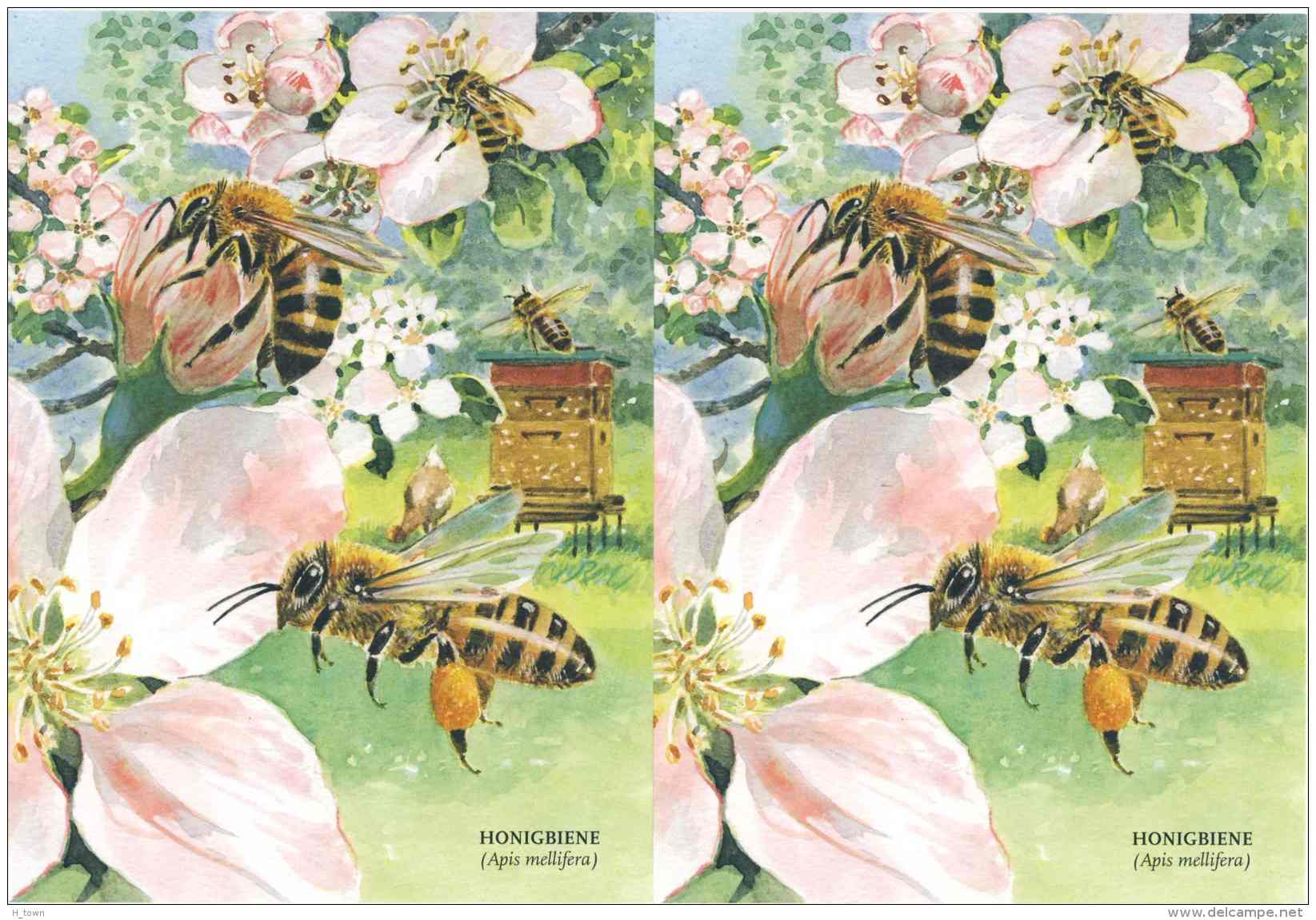 622  Abeille Européenne, Mouche à Miel (Apis Mellifera): 2 Cpa D'Allemagne -  Western Honey Bee Postcards From Germany - Honeybees