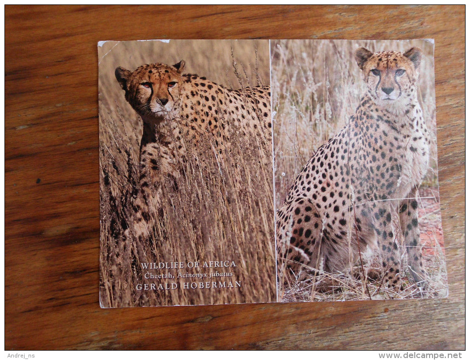 Cheetah Gepard  South Afrika - Tigres