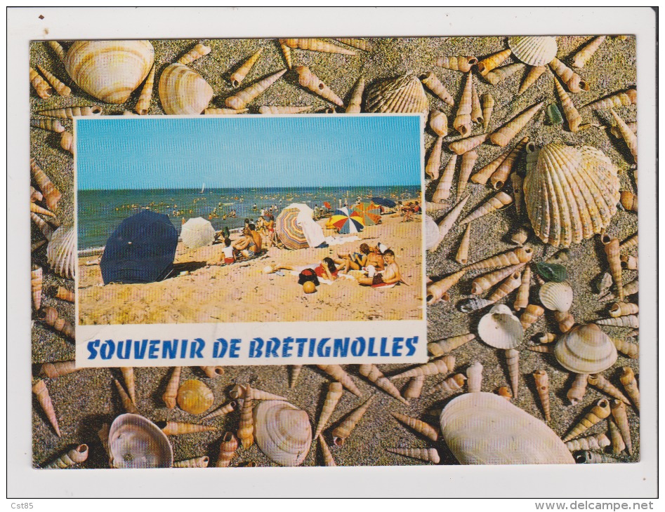 CPM - SOUVENIR DE BRETIGNOLLES - Coquillages - Bretignolles Sur Mer