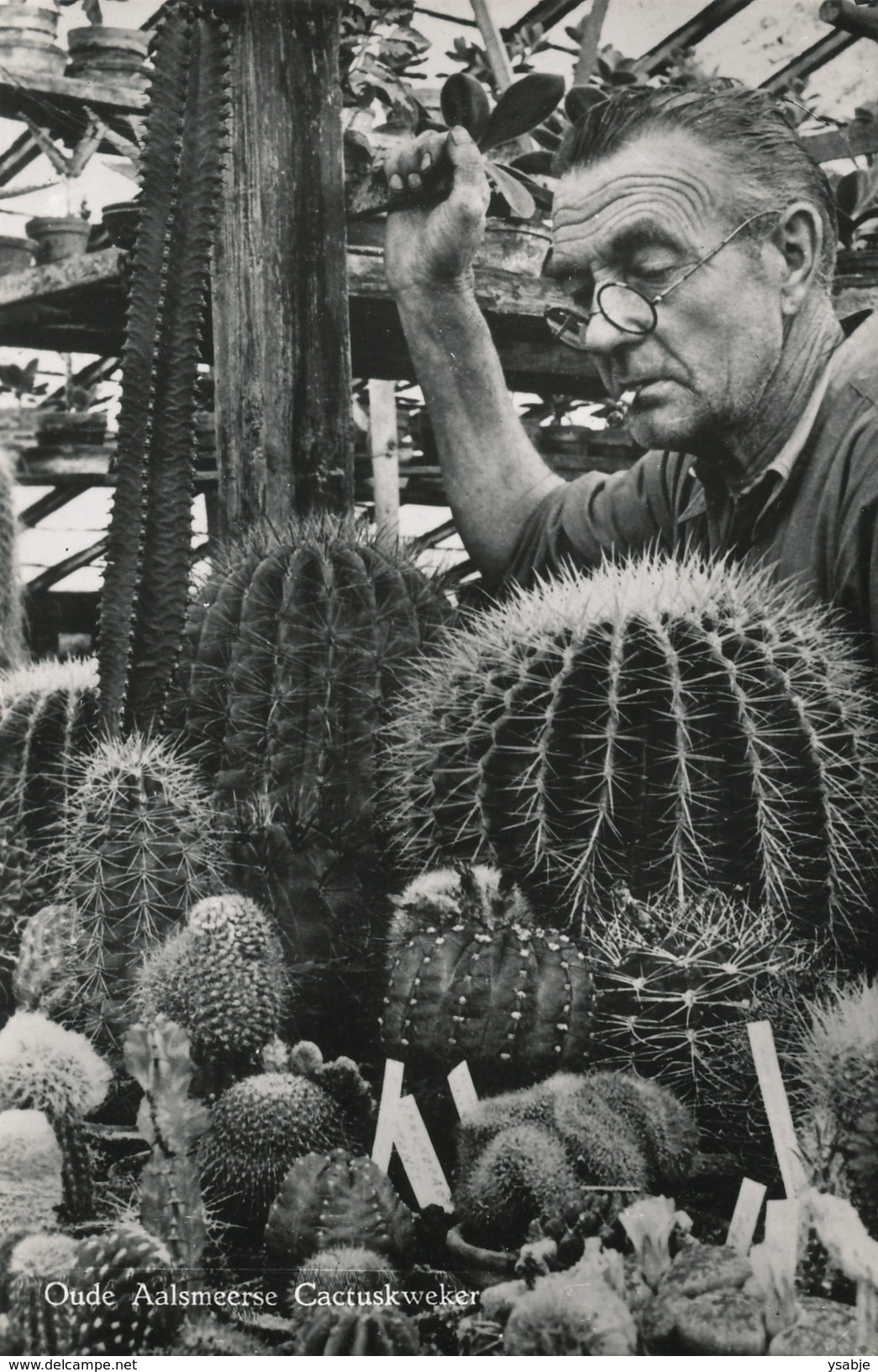 Oude Aalsmeerse Cactuskweker - Aalsmeer