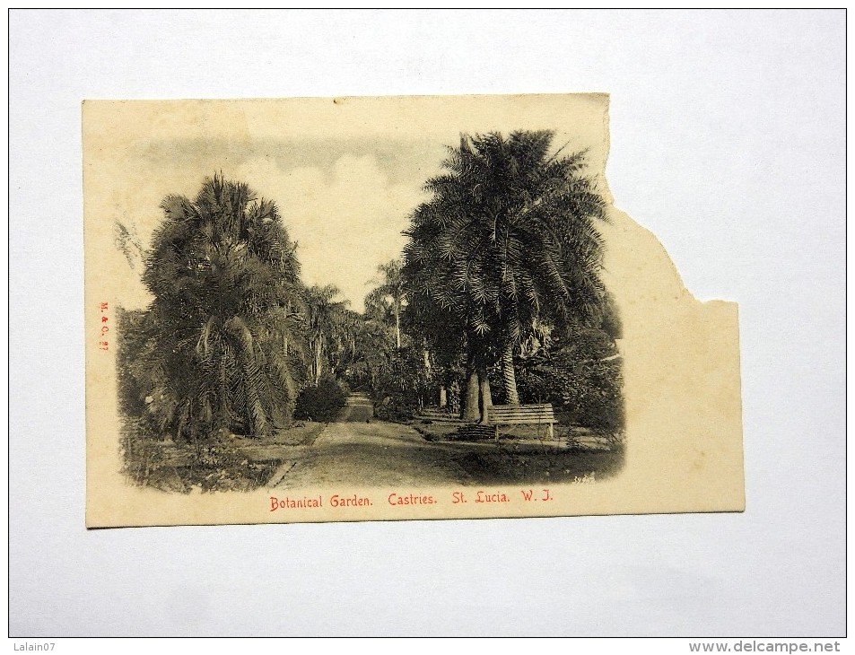 Carte Postale Ancienne : ST-LUCIA : Botanical Garden, Castries - St. Lucia