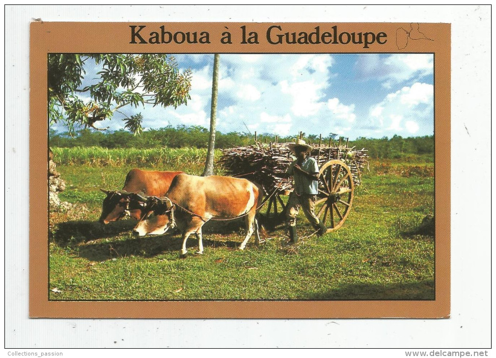 G-I-E , Cp , KABOUA à La GUADELOUPE , Attelage , Agriculture , Transport De Canne à Sucre , Voyagée, Ed : Scandinexim - Equipos