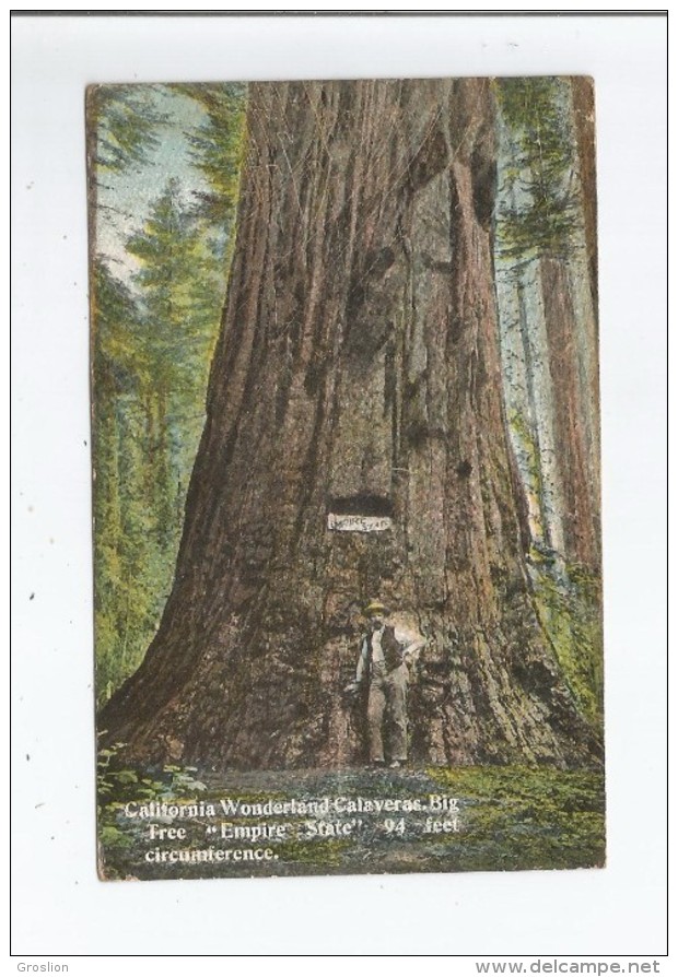 CALIFORNIA WONDERLAND CALAVERAS 81 BIG TREE EMPIRE STATE  94 FEET CIRCUNFERENCE  1917 - Autres & Non Classés