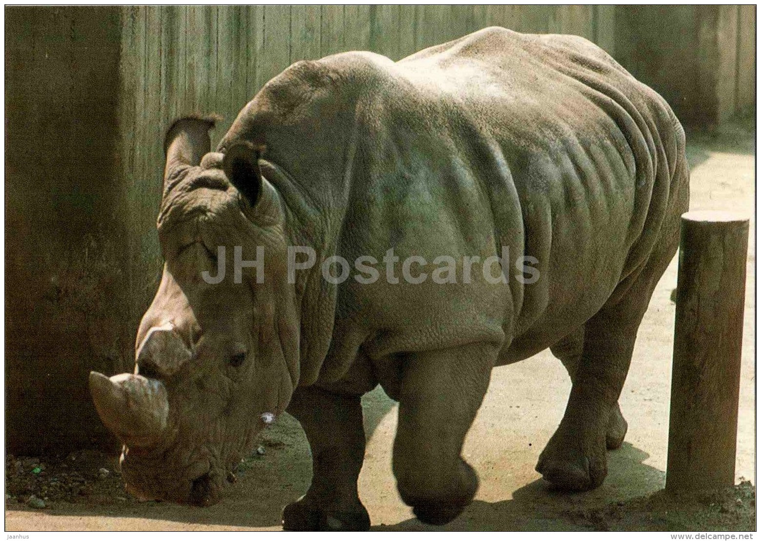 Southern White Rhinoceros - Ceratotherium Simum Simum - Animal - Zoo Animals - Czehoslovakia - Unused - Rhinoceros