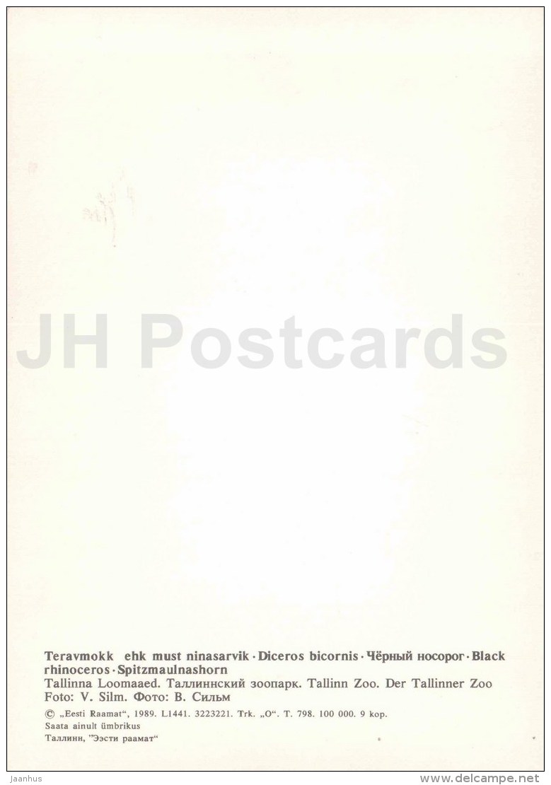 Black Rhinoceros - Diceros Bicornis - Large Format Card - Tallinn Zoo 50 - 1989 - Estonia USSR - Unused - Rhinocéros