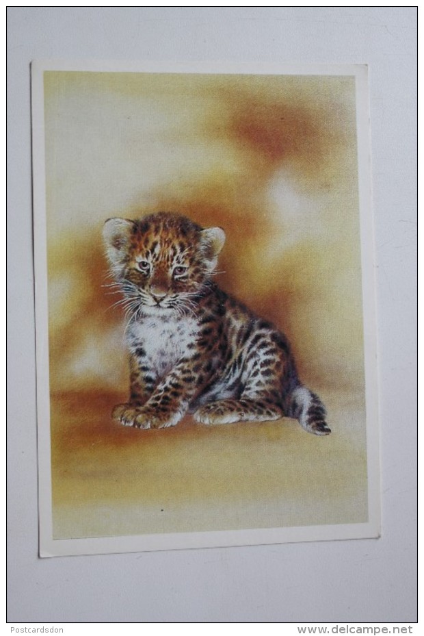 Little Cub - Leopard  - Panther Pardus Orientalis - Old Postcard - 1989 - Tigres