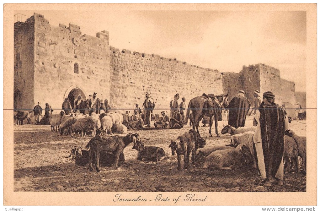 04428 "JERUSALEM - PORTE D'ERODE HERODESTOR" ANIMATA, ANIMALI. CART NON SPED - Palestina