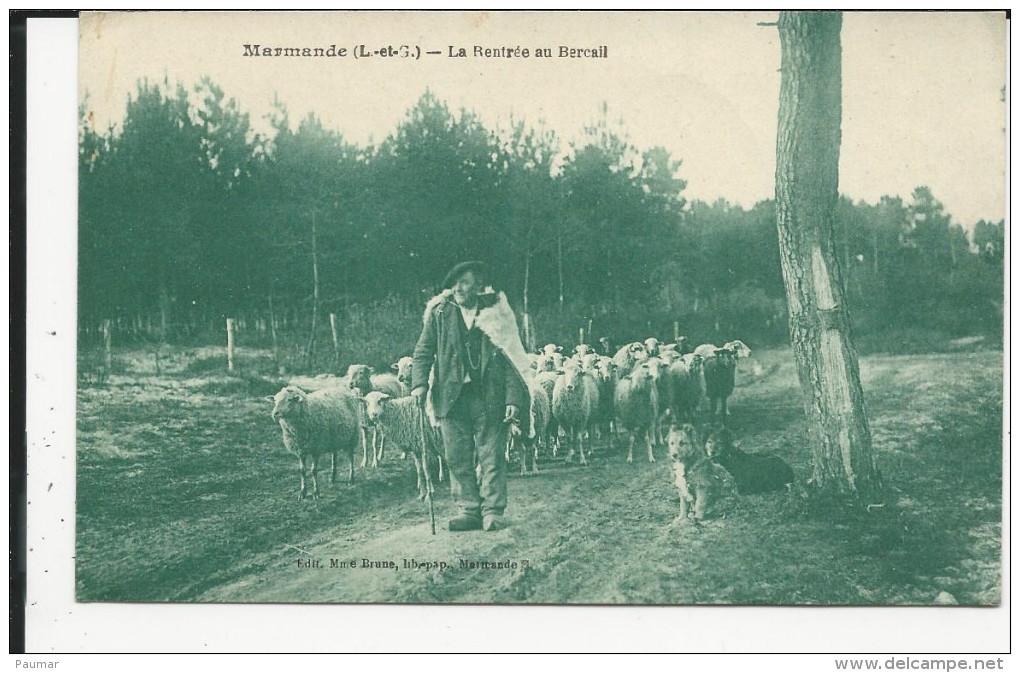 Berger  Et Son Troupeau De Moutons Rentrant Au Bercail    Marmande   Elevage - Autres & Non Classés